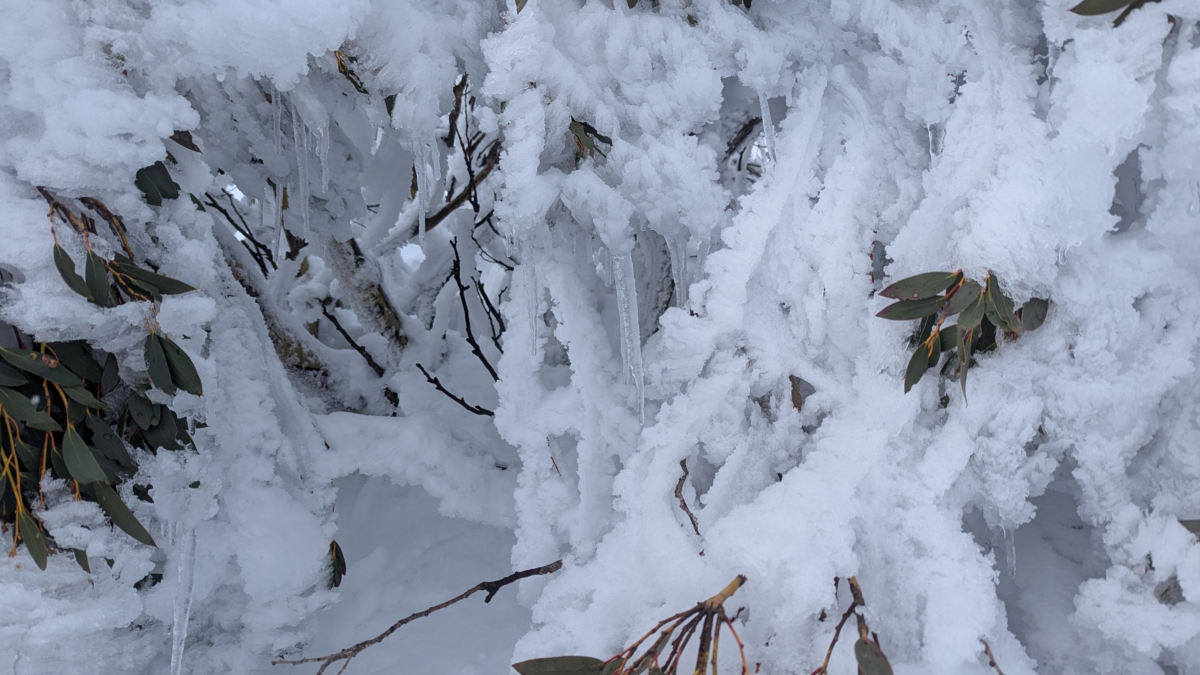 Icicles
